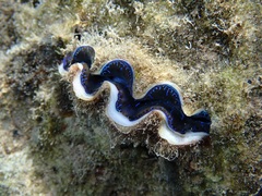 Tridacna maxima