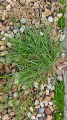Poa annua