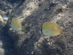 Chaetodon citrinellus