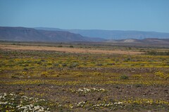 Drosanthemum framesii