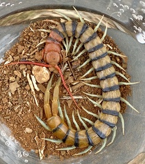Scolopendra morsitans