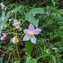Begonia formosana