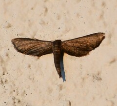 Protoproutia laredoata