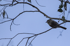 Pachycephala pectoralis