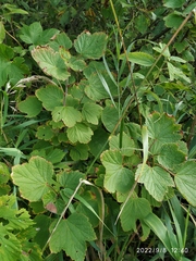 Ribes rubrum