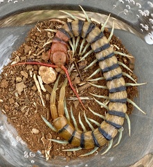 Scolopendra morsitans