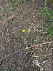 Andryala integrifolia