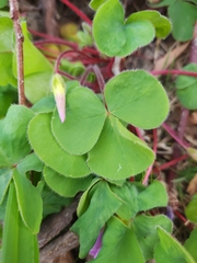 Oxalis purpurea