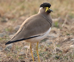 Vanellus malabaricus