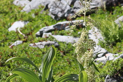 Veratrum viride