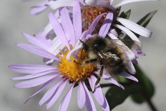 Bombus flavifrons