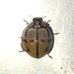 Harmonia testudinaria