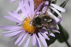 Bombus flavifrons