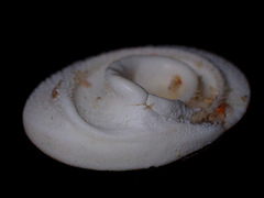 Lunella torquata