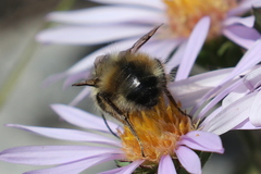 Bombus flavifrons