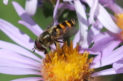 Syrphus torvus
