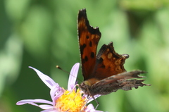 Polygonia