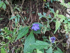 Strobilanthes formosana