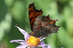 Polygonia
