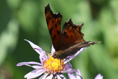 Polygonia