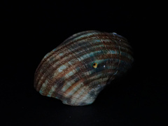 Lunella undulata