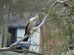 Anhinga novaehollandiae