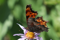 Polygonia