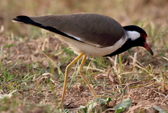 Vanellus indicus