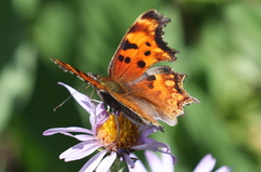 Polygonia
