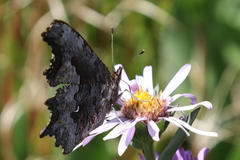 Polygonia