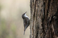 Cormobates leucophaea