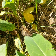 Nymphalis xanthomelas