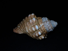 Cabestana spengleri