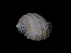 Dicathais orbita