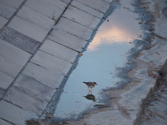 Charadrius placidus