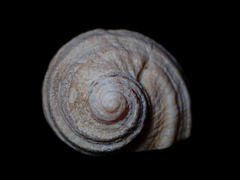Dicathais orbita