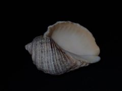 Dicathais orbita