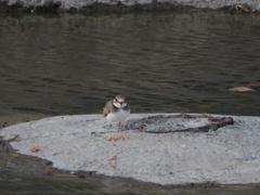 Charadrius placidus