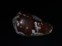 Conus papilliferus