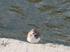 Charadrius placidus
