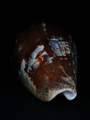 Conus papilliferus