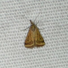 Microtheoris ophionalis