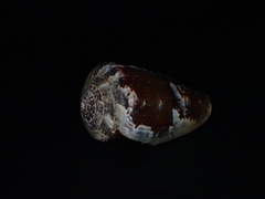 Conus papilliferus