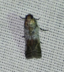 Chararica hystriculella