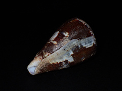 Conus papilliferus