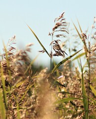 Phylloscopus trochilus
