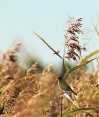 Phylloscopus trochilus