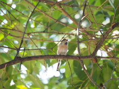 Aegithalos glaucogularis