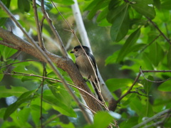 Aegithalos glaucogularis