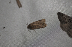 Spodoptera exigua